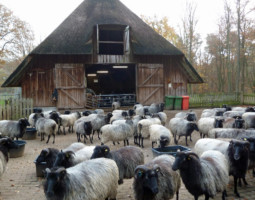 Hans Losse 10