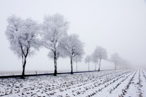 Nebelstimmungen 33