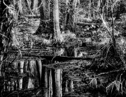 Jahreswettbewerb 2025: Unser Wald